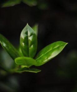 K&F Concept 49mm Variable ND2-ND400 ND Lens Filter (1-9 Stops) for Camera Lens, Adjustable Neutral Density Filter with Microfiber Cleaning Cloth (B-Series) 38 41kbDG8gLwL