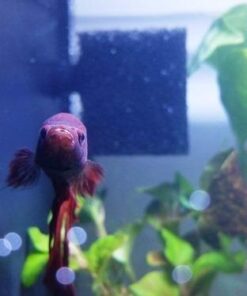 Fluval SPEC Freshwater Aquarium Kit, Aquarium with LED Lighting and 3-Stage Filtration, 2.6 Gallon, Black, Large Breeds 2.6 Gal. 47 41khCDJk2L