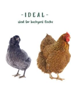 Manna Pro 0502035355 Ready-to-Use Poultry Protector for Birds, 16-Ounce 11 41l7M0yJNrL