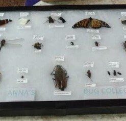 SE Glass Top Display Box - JT9212 16” x 12” x ¾" 23 41lCxbN6X3L