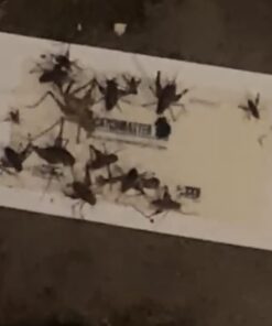 Catchmaster Mouse and Insect Glue Boards, 75-Pack Mouse Traps Indoor for Home, Sticky Pest Control Adhesive for Catching Bugs, Rats & Rodents, Non Toxic Bulk Glue Traps Standard 33 41lLjty2EDL 1