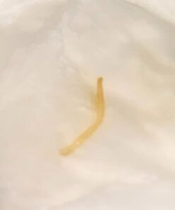 Go Nutrients Intestinal Edge Gut Detox Cleanse for Humans: Enhance Digestive Health, Boost Energy, Clear Skin with Black Walnut, Wormwood, Clove & Gentian Root for Adults & Kids 2oz Liquid Drops 32 41lQz67Tq0L