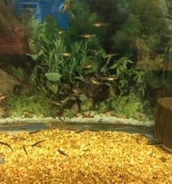 Seachem Prime Fresh and Saltwater Conditioner - Chemical Remover and Detoxifier 500 ml 43 41lrd hruUL