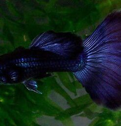 WorldwideTropicals Live Freshwater Aquarium Fish - 5-Pack of Mixed Color Male Guppies - by Live Tropical Fish - Great For Aquariums - Populate Your Fish Tank! 22 41mZ1hIS3TL