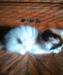 FRONTLINE Plus Flea and Tick Treatment for Cats Over 1.5 lbs., 3 Treatments 3 Doses 42 41mhbVAJ9UL