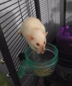 Oxbow Essentials Adult Rat Food - All Natural Adult Rat Food - Veterinarian Recommended- Made in the USA- Rich in Natural Vitamins & Minerals- No Artificial Ingredients- 3 lb. 3 Pound (Pack of 1) 33 41nnlVu4LVL