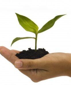 Cassava Twins 1 Month Supply Organic Cassava Root - Fertility Supplement for Twins - Vitamin for a Natural Pregnancy 30 41no3ePg7HL