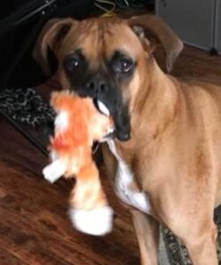 Blue Buffalo Wilderness Trail Treats High Protein Grain Free Crunchy Dog Treats Biscuits, Duck Recipe 10-oz Bag 10 Ounce (Pack of 1) 32 41p5buSJ5HL