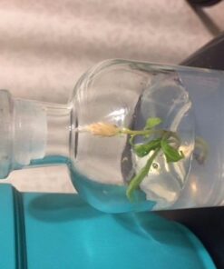 BLOOMIFY Celosia Flower Terrarium, Zero Care, Cockscomb, 4" Jar 27 41q1PMXmOnL