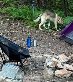 MOON LENCE Camping Chairs, Compact Backpacking Chair Lawn Chair with Side Pockets Portable Lightweight Heavy Duty Small Folding Chair for Hiking & Beach & Fishing Black 41 41roqY11faL 2