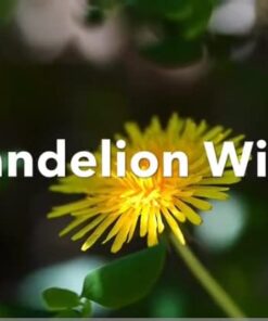 Red Star Premier Blanc Wine Yeast, 5 g, (Pack of 11) 0.17 Ounce (Pack of 11) 19 41tNxmfiw4L