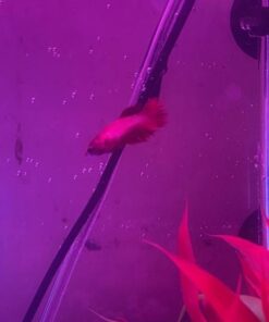 API STRESS COAT Aquarium Water Conditioner 16-Ounce Bottle 16 oz Aquarium Treatment 34 41tjBn8v YL