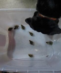 12 Large Fertile Hatching Coturnix Quail Eggs 26 41tzGFvid5L