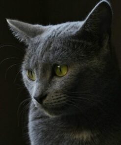 Nikon D500 DX-Format Digital SLR with 16-80mm ED VR Lens Black 92 41uFutxTe1L