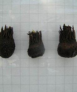 Aponogeton Ulvaceus Bulb - Aquarium Plant for Aquariums with temperatures Under 72F 34 41uGcqQVwWL