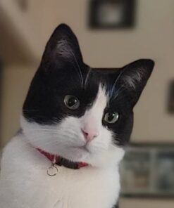 Natural Balance Limited Ingredient Adult Grain-Free Dry Cat Food, Reserve Duck & Green Pea Recipe, 10 Pound (Pack of 1) 10.00 Pound (Pack of 1) 17 41up dIP8DL