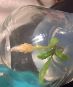 BLOOMIFY Celosia Flower Terrarium, Zero Care, Cockscomb, 4" Jar 28 41ve1GbjwmL