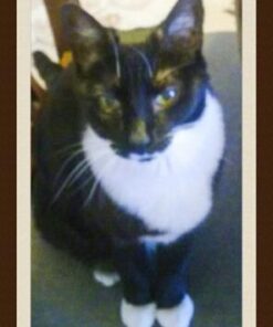 Royal Canin Feline Care Nutrition Hairball Care Dry Cat Food, 3 lb bag 3 Pound (Pack of 1) 38 41vmt UxUZL