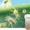 Bug Sales 5,000 Live Adult Predatory Mites - A Mix of Predatory Mite Species for Spider Mite Control - Ships Ships Next Business Day AIR! 10 41wS1ofur6L