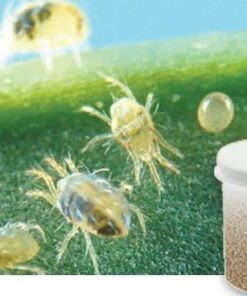 Bug Sales 5,000 Live Adult Predatory Mites - A Mix of Predatory Mite Species for Spider Mite Control - Ships Ships Next Business Day AIR!