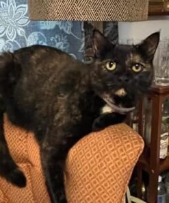 Seresto Cat Vet-Recommended Flea & Tick Treatment & Prevention Collar for Cats | 8 Months Protection 1 Pack Cat Only 32 41wg5NkRVAL