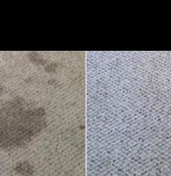 Clean-eez Stain-eez Carpet Cleaner Spray – Pro-Biotics & Enzyme Power for Ultimate Stain & Odor Elimination – Best Pet Carpet Cleaner Single Bottle 20 41xwHpbYk8L