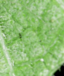 Jiusion WiFi USB Digital Handheld Microscope, 50 to 1000x Wireless Magnification Endoscope 8 LED Mini Camera with Metal Stand Compatible with iPhone iPad Mac Windows Android 42 41yAG H3YwL