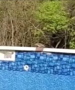 Dalen Fake Owl Decoy to Scare Birds Away from Gardens, Rooftops, and Patios - Scarecrow Provides Chemical-Free Pest Control - Safe and Humane, 18" 360º Rotating Head 35 41yKfM4REpL