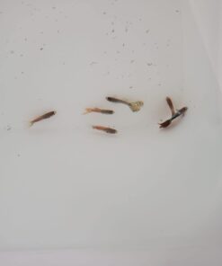 WorldwideTropicals Live Freshwater Aquarium Fish - 5-Pack of Mixed Color Male Guppies - by Live Tropical Fish - Great For Aquariums - Populate Your Fish Tank! 26 41yf0LsmEL