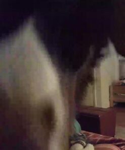 Canary Pro Indoor Home Security Camera 1080p HD WiFi IP | 24/7 Watch Live Video, Siren, Climate Monitor, Motion Alerts, Two-Way Talk, Night Vision, 10x Zoom, Private Mode, Works with Alexa and More 50 41z1clfQDFL