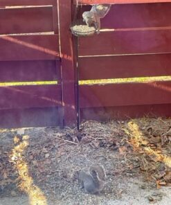 Kaytee Backyard Wildlife Food Blend For Wild Squirrels, Chipmunks, Rabbits and Other Backyard Wildlife, 5 Pound 5 Pound (Pack of 1) 36 51 fFzvFEML