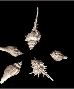 Sea Shells Mixed Beach Seashells - Various Sizes up to 2" Shells -Bag of Approx. 50 Seashells Seashells1 38 5105VRm7INL