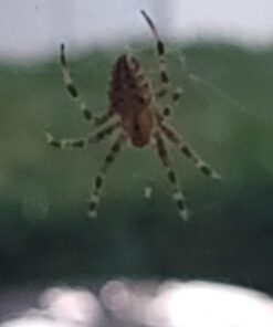 52MM 0.43x Altura Photo Professional HD Wide Angle Lens (w/Macro Portion) for Nikon D7100 D7000 D5500 D5300 D5200 D5100 D3300 D3200 D3100 D3000 DSLR Cameras 52MM 44 510b6Mmk58L