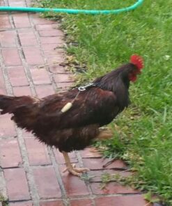 Hamilton Pet & Equine Hamilton Adjustable Hen Soft Mesh Chicken Harness, Black, 5/8" x 12"/18"/Small SMALL/HEN 8 510f2s7B7sL