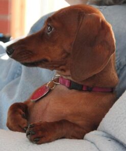 Best Bully Sticks 6 Inch All-Natural USA-Baked Bully Sticks for Dogs - 6” Fully Digestible, 100% Grass-Fed Beef, Grain and Rawhide Free | 18 Pack USA 6 Inch Bully Sticks (18 Pack) 31 510gPIS9mSL