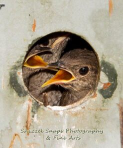 RFN-4s Wireless Remote Shutter Release for Nikon DSLR with MC30 Type Connection (Nikon D200, D300, D300s, D500, D700, D800, D800E, D810, D1, D2, D3, D3x, D3s, D4, D5) - Transmitter and Receiver Set 31 510hWUQbEL