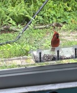 Wagner's 62032 Cardinal Blend Wild Bird Food, 6-Pound Bag 1-Pack 31 510owmXmMtL