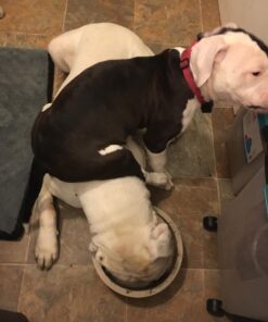 Don Sullivan Perfect Dog Command Collar with Extra Links and DVD, Large blue 22 5116NcW4yPL 1