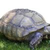 African Grasses Tortoise Blend Seeds - 1K Seeds, 1/8 oz - ST24 4 511LVkZ36AL