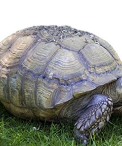 African Grasses Tortoise Blend Seeds - 1K Seeds, 1/8 oz - ST24