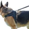 My Pets America Dog Harness for Large, Medium or Small Dogs - Complete Harness & Leash Set; Reflective, Adjustable Harness With Handle. Excellent for Training, Walking, Hiking. No Pull Effect. 14 511NTP 00YL