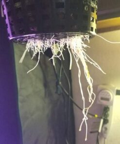 General Hydroponics RapidStart, Plant Food, 1-0.5-1, 125 mL. 43 511nCfr76kL