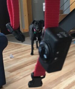 PetSafe Basic Bark Control Collar for Dogs 8 lb. and Up, Anti-Bark Training Device, Waterproof, Static Correction, Canine - Automatic Dog Training Collar to Decrease Barking, PBC-102 40 511x2Jv8xNL