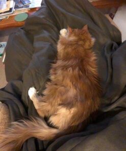 Sunbeam Royal Ultra Night Fog Heated Personal Throw / Blanket, Cozy-Warm, Adjustable Heat Settings 29 512 ysut6wL