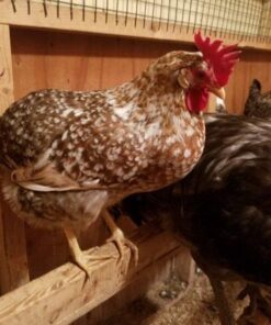 18 Piece Bundle - 9 Packets of Sav-A-Chick Electrolyte and Vitamin Plus 9 Packets of Sav-A-Chick Probiotic 8 5125auEk9L