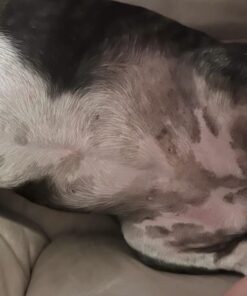 Pet MD Topical Wipes for Cleansing - with Aloe for Cats and Dogs - 50 Count 40 512IqPIzyYL