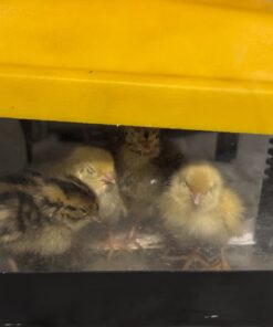 12 Large Fertile Hatching Coturnix Quail Eggs 35 512LGw mqGL