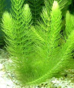 6 Plant Species Live Aquatic Plants Package - Microsorum Java Fern, Amazon, Moneywort and More! 35 512SWhN9UNL