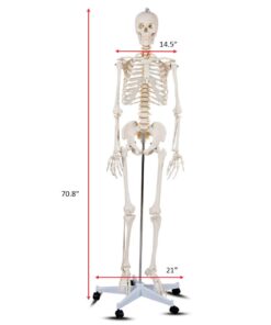 Giantex B010L18XEW Life Size 70.8" Human Anatomical Anatomy Skeleton Medical Model + Stand 31 512kj 1VlQL