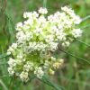 Whorled Milkweed - Asclepias verticillata - 25 Seeds, 1/10 Gram - FR6 42 513 LyyULFL